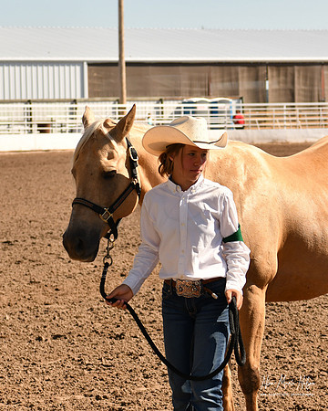 4H horse 22-79