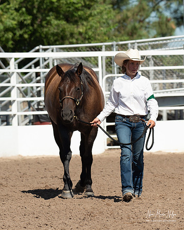 4H horse 22-48