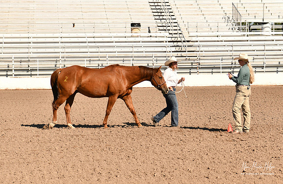 4H horse 22-44