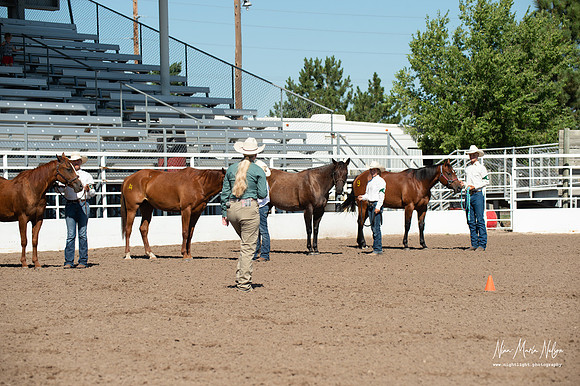 4H horse 22-39