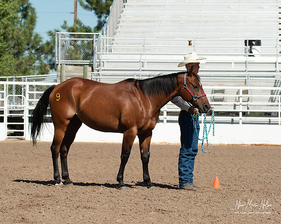 4H horse 22-43