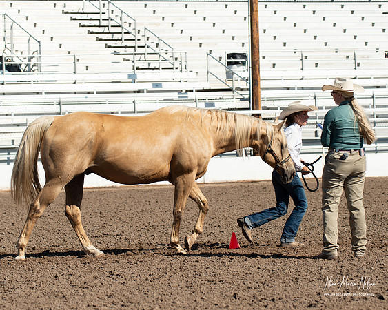 4H horse 22-23
