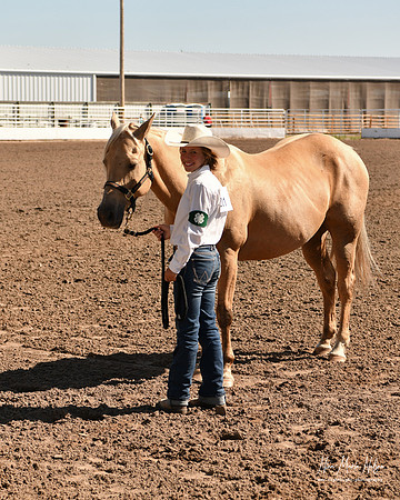 4H horse 22-78