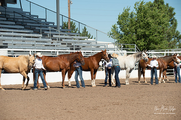 4H horse 22-8
