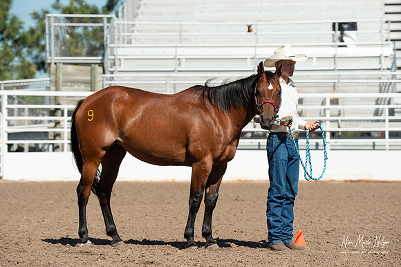 4H horse 22-67