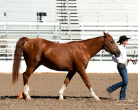 4H horse 22-17