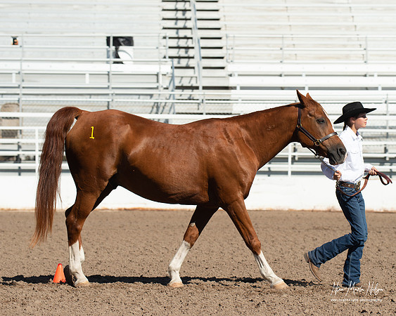 4H horse 22-17