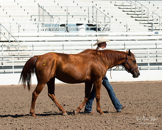 4H horse 22-55