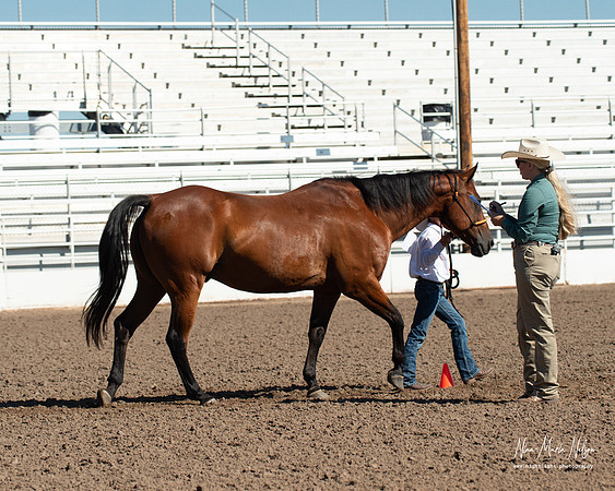 4H horse 22-33