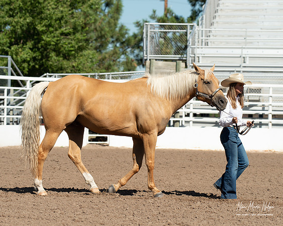 4H horse 22-34