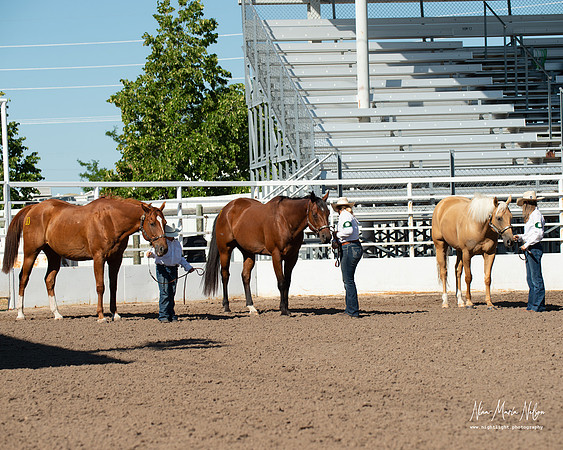 4H horse 22-9