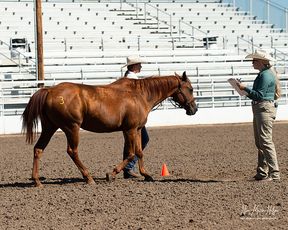 4H horse 22-56