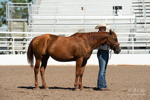 4H horse 22-70