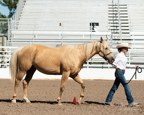 4H horse 22-21