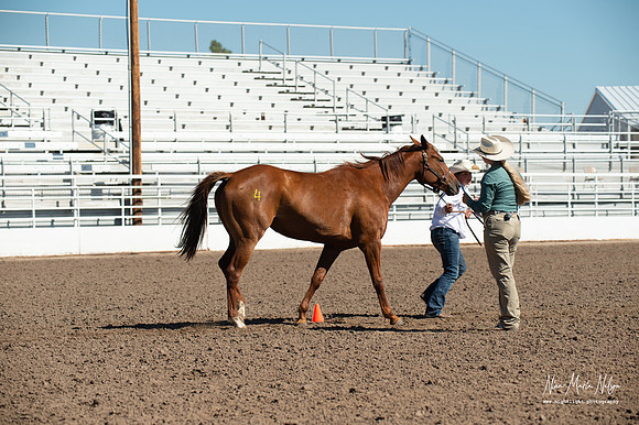 4H horse 22-53