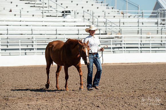 4H horse 22-72