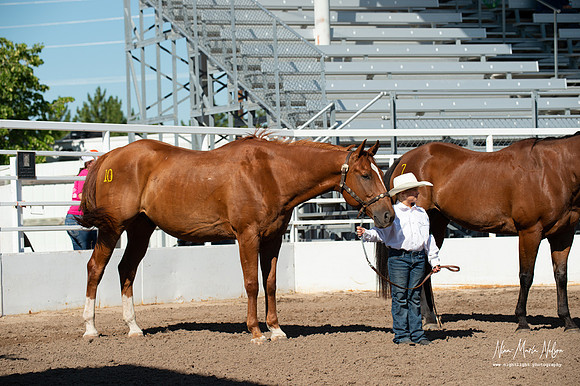 4H horse 22-11