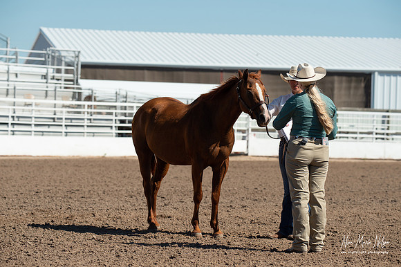 4H horse 22-73