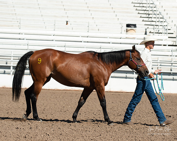 4H horse 22-46