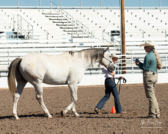 4H horse 22-16
