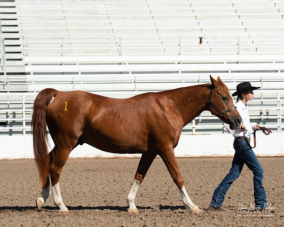 4H horse 22-18