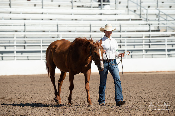 4H horse 22-71