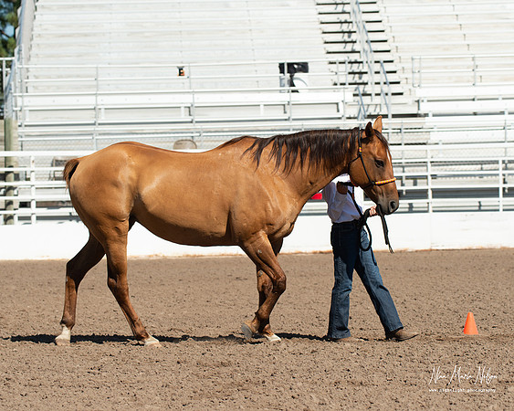 4H horse 22-59