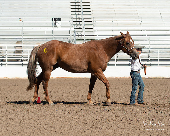 4H horse 22-29