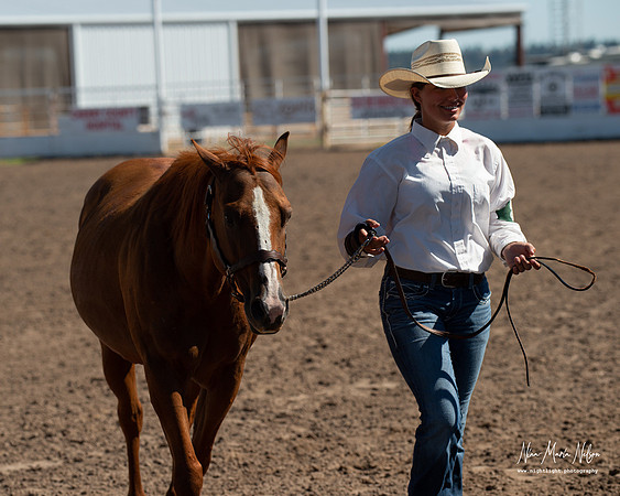 4H horse 22-80