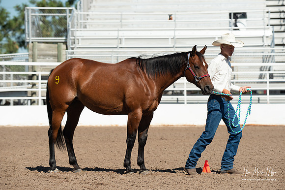 4H horse 22-68